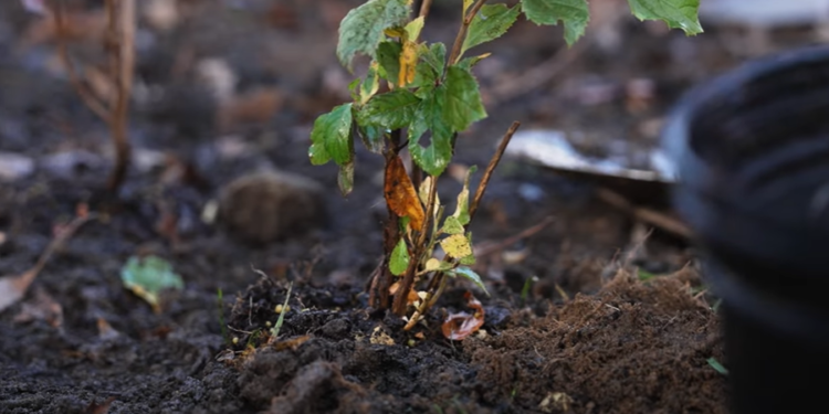 Naperville Central srednja škola dobila svoj „mali šumski kutak“ za očuvanje biodiverziteta