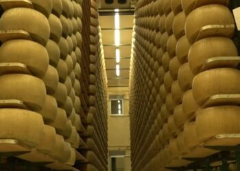 Parmiđano ređano popularniji od ferarija: Najpoznatiji sir na svetu proslavio 90. rođendan