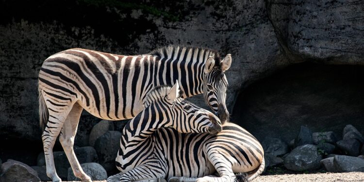 Besplatan ulaz u Brookfield Zoo u jesen i zimu 2024-2025