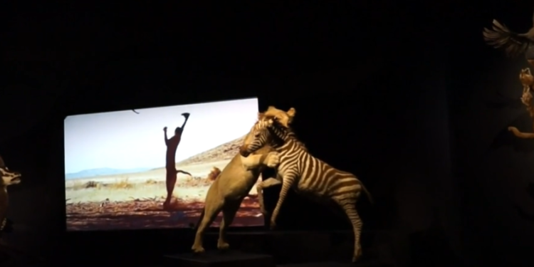 Mačke u fokusu: Nova izložba u Field muzeju u Čikagu