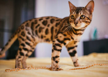 Najskuplje mačke na svetu: Neke od njih vrede kao stan ili luksuzan automobil