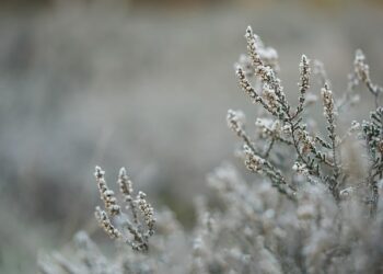 Meteorolozi najavljuju prvi sneg u Čikagu