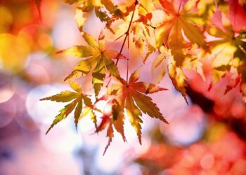 Jesen u Čikagu: Druga najpopularnija destinacija za uživanje u bojama jeseni