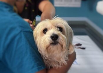 Besplatna nega i pregledi za kućne ljubimce u Čikagu