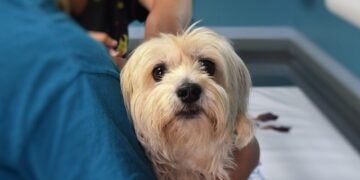 Besplatna nega i pregledi za kućne ljubimce u Čikagu