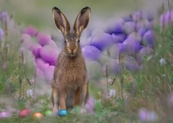 Brookfield Zoo Chicago