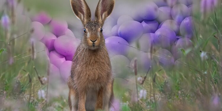 Brookfield Zoo Chicago