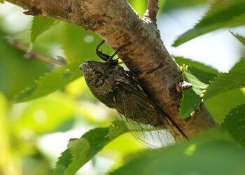 Da li će Illinois ovog leta 2025 videti najezdu cikada?