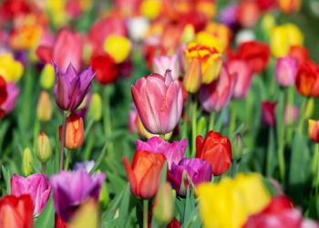 Richardson Farm Tulip Fest