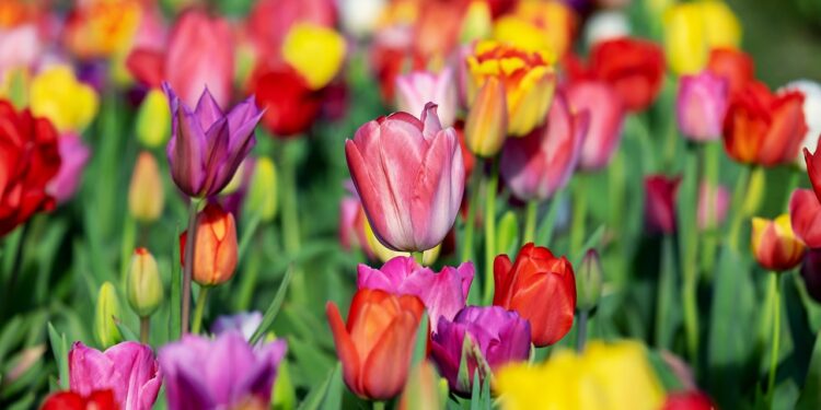 Richardson Farm Tulip Fest