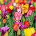 Richardson Farm Tulip Fest