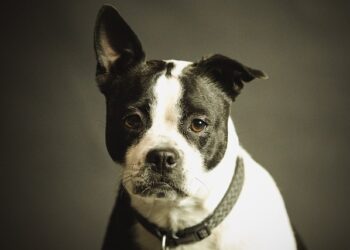 Gde u Čikagu besplatno možete da pronađete vlasnika izgubljenog psa ili mačke