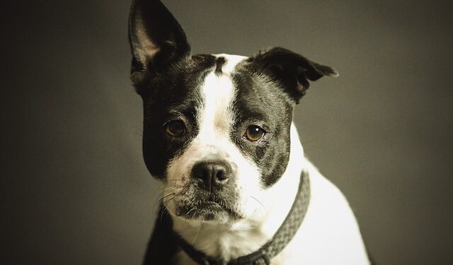 Gde u Čikagu besplatno možete da pronađete vlasnika izgubljenog psa ili mačke