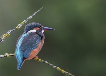 Nebo iznad Čikaga biće preplavljeno pticama: Stiže spektakularna migracija uz važna upozorenja