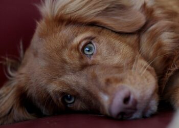 Kriza u Čikagu: Ogroman broj napuštenih ljubimaca preplavio azil – šta se dešava?