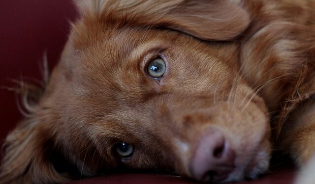 Kriza u Čikagu: Ogroman broj napuštenih ljubimaca preplavio azil – šta se dešava?