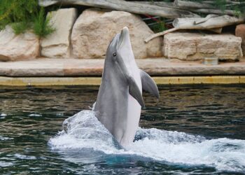 Prva beba delfina u zoološkom vrtu Brookfield posle više od decenije
