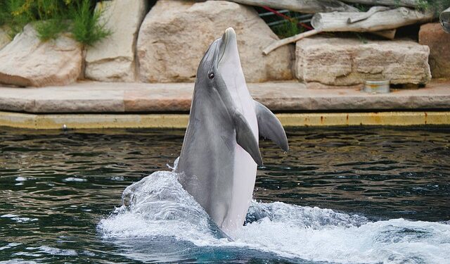 Prva beba delfina u zoološkom vrtu Brookfield posle više od decenije