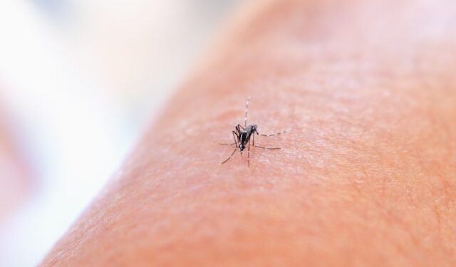 Prvi slučaj virusa Zapadnog Nila kod čoveka u Ilinoisu ove godine: Lekari upozoravaju na oprez