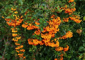 Ova biljka preti šumama Čikaga – stručnjaci mole građane da pomognu