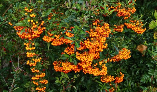 Ova biljka preti šumama Čikaga – stručnjaci mole građane da pomognu