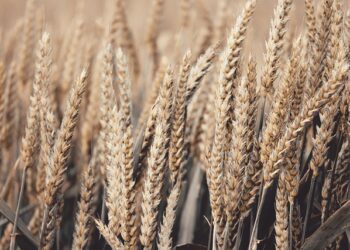 Amerikanci preuzeli strateški terminal u Odesi: Žitni gigant sada pod njihovom kontrolom