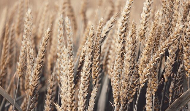 Amerikanci preuzeli strateški terminal u Odesi: Žitni gigant sada pod njihovom kontrolom