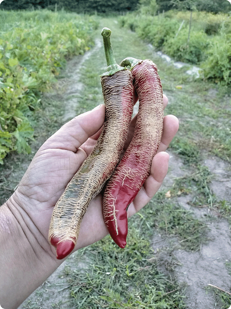 Vezena Piperka, a Macedonian heirloom pepper; Foto. Videnovich Farma