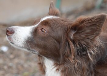 Kriza u Čikagu: Rekordan broj napuštenih pasa i mačaka preplavio gradski azil