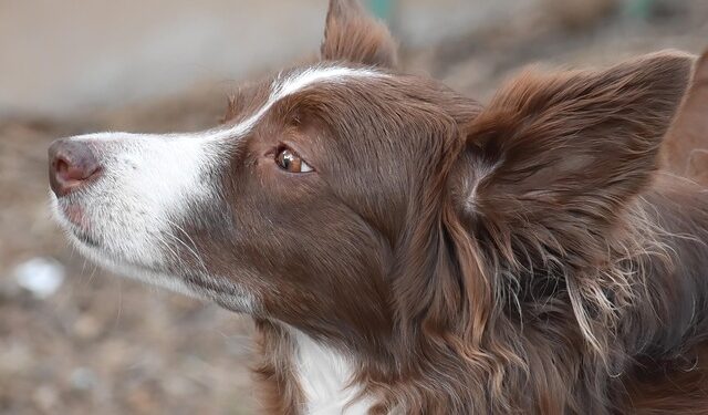 Kriza u Čikagu: Rekordan broj napuštenih pasa i mačaka preplavio gradski azil