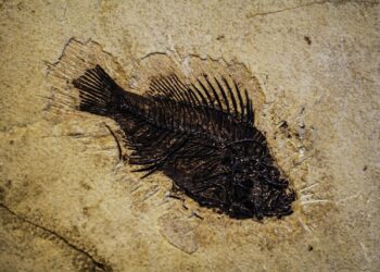 Skriveno čudo evolucije: Najbogatije nalazište fosila na svetu nalazi se u blizini Čikaga