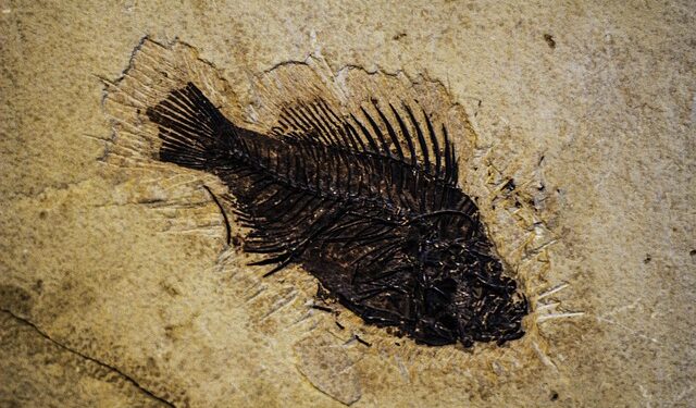 Skriveno čudo evolucije: Najbogatije nalazište fosila na svetu nalazi se u blizini Čikaga