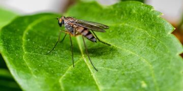 Krpelji i komarci haraju Čikagom: Stručnjaci upozoravaju na dve opasne bolesti