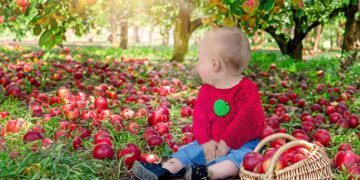 branje jabuka