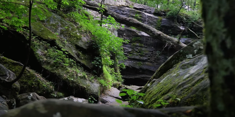 Otkrivamo skriveni dragulj Ilinoisa: Čudesni Shawnee National Forest (VIDEO)