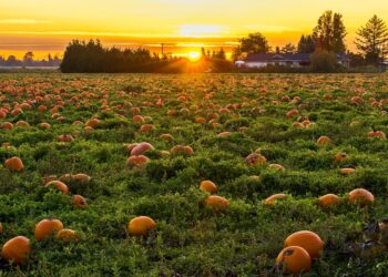 pumpkin patch