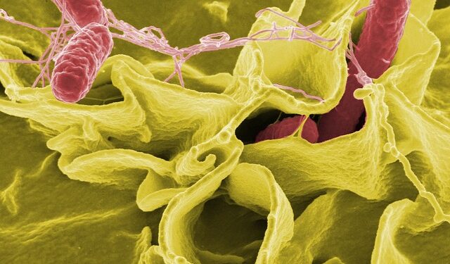 Opasne isporučene večere: Salmonela iz kućnih obroka pogodila 10 saveznih država, uključujući Illinois