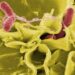 Opasne isporučene večere: Salmonela iz kućnih obroka pogodila 10 saveznih država, uključujući Illinois
