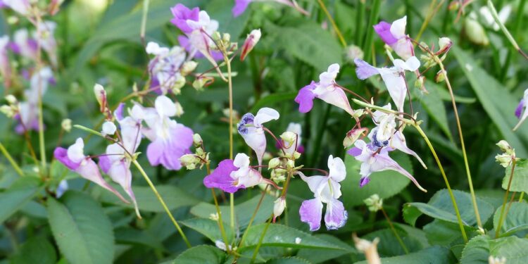 Purple jewelweed
