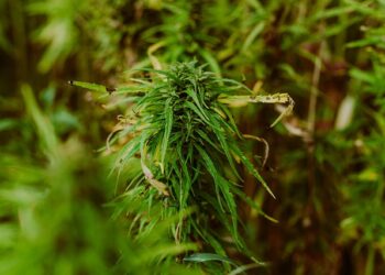 Velika rasprava u Ilinoisu: Da li će kanabis konačno moći da raste na suncu?