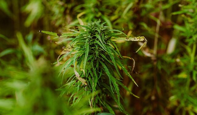 Velika rasprava u Ilinoisu: Da li će kanabis konačno moći da raste na suncu?