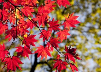 Evo kada će lišće u Ilinoisu dostići vrhunac jesenjih boja