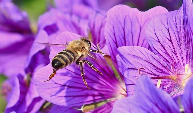 Sezona polena u Ilinoisu sve duža, alergije jače nego ikada