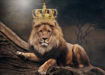 Disney spektakl stiže u Čikago: “The Lion King” pred publikom u Cadillac Palace teatru