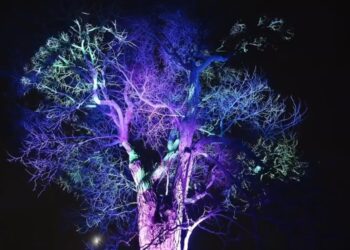 „Illumination: Tree Lights“ u The Morton Arboretum zvanično počinje 14. novembra