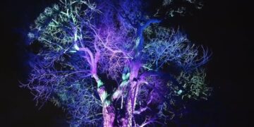 „Illumination: Tree Lights“ u The Morton Arboretum zvanično počinje 14. novembra