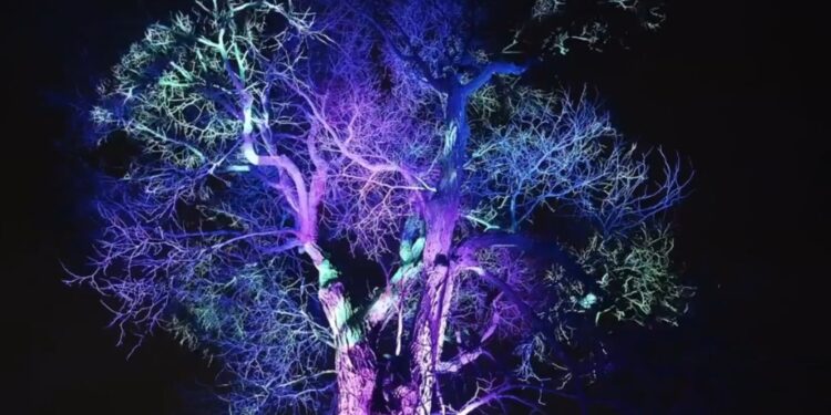 „Illumination: Tree Lights“ u The Morton Arboretum zvanično počinje 14. novembra