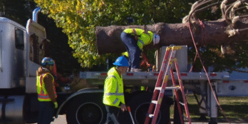 Čikago dobija jednu od najvećih božićnih jelki u istoriji – visoka čak 21 metar