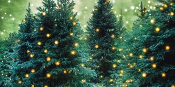 Od nordijskih farmi do dnevnih soba širom sveta: Kako je Danska postala najveći svetski izvoznik božićnih jelki