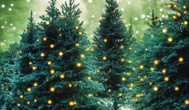 Od nordijskih farmi do dnevnih soba širom sveta: Kako je Danska postala najveći svetski izvoznik božićnih jelki